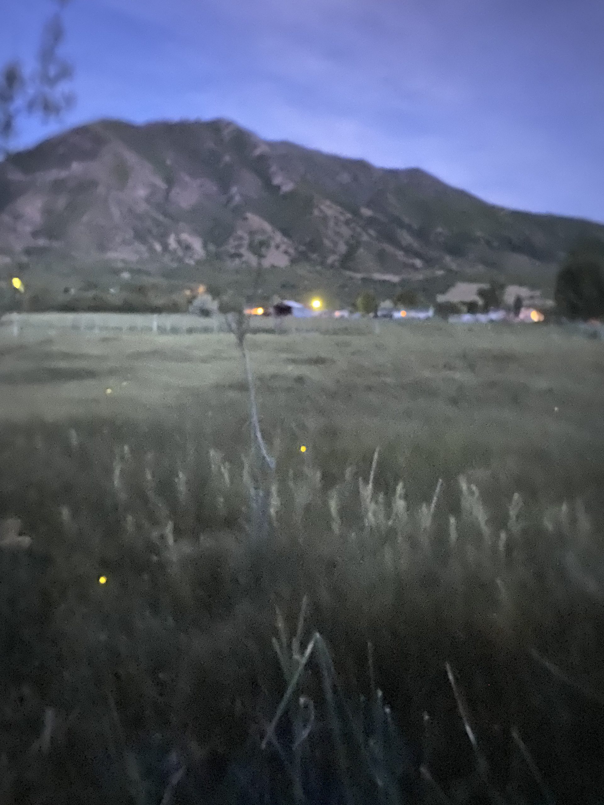 fireflies in utah