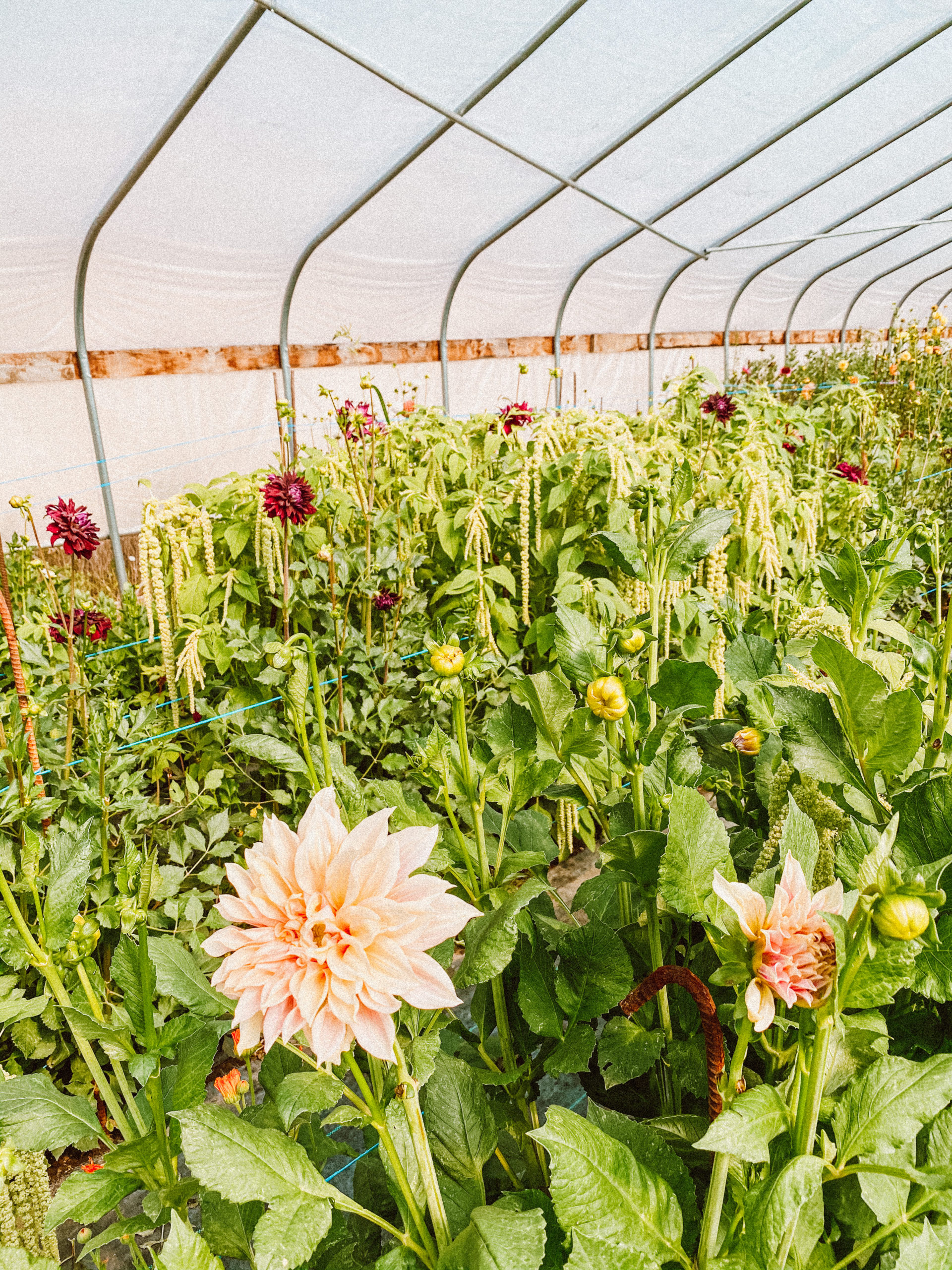 utah greenhouse 