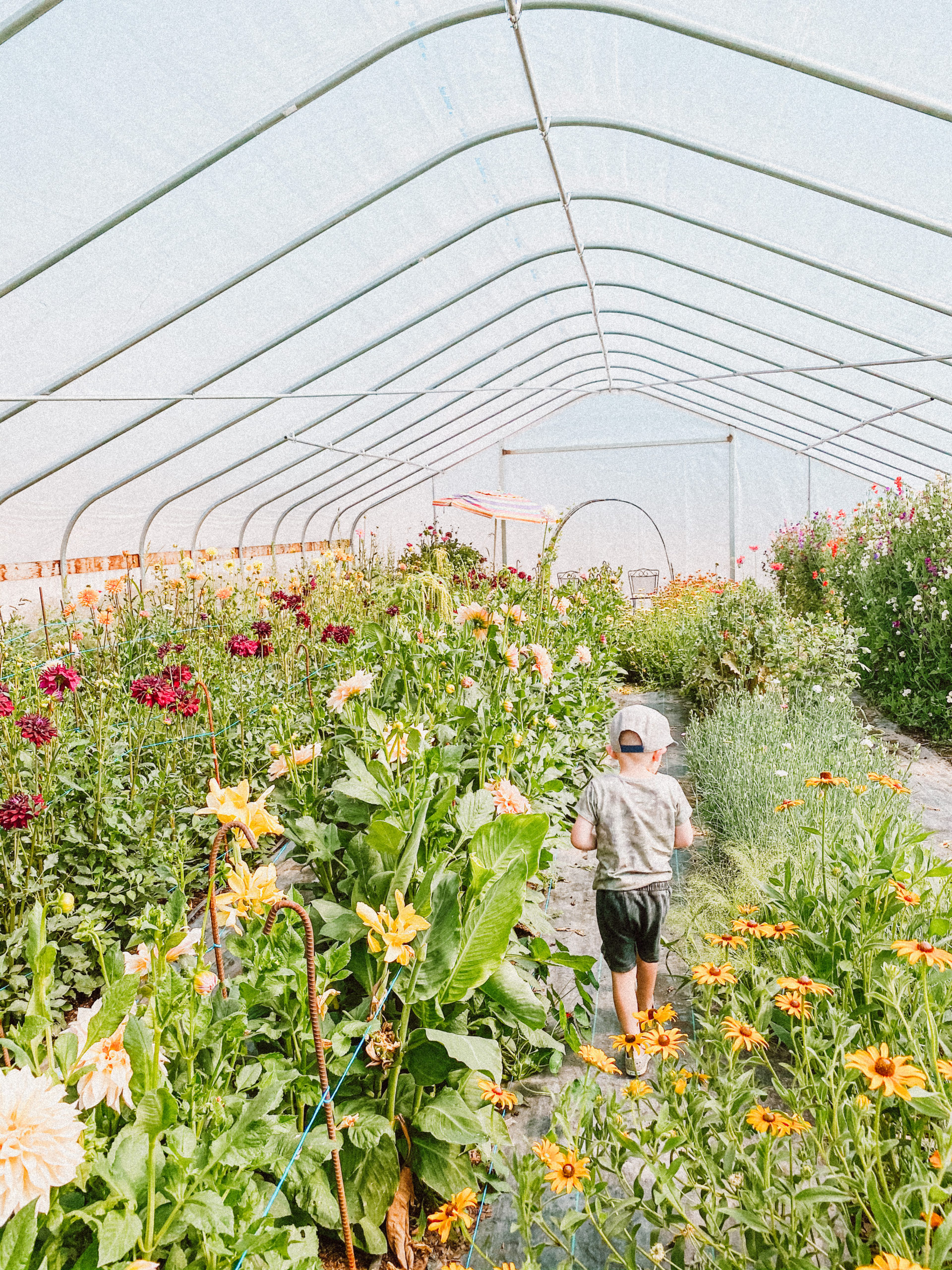 u pick flowers utah 