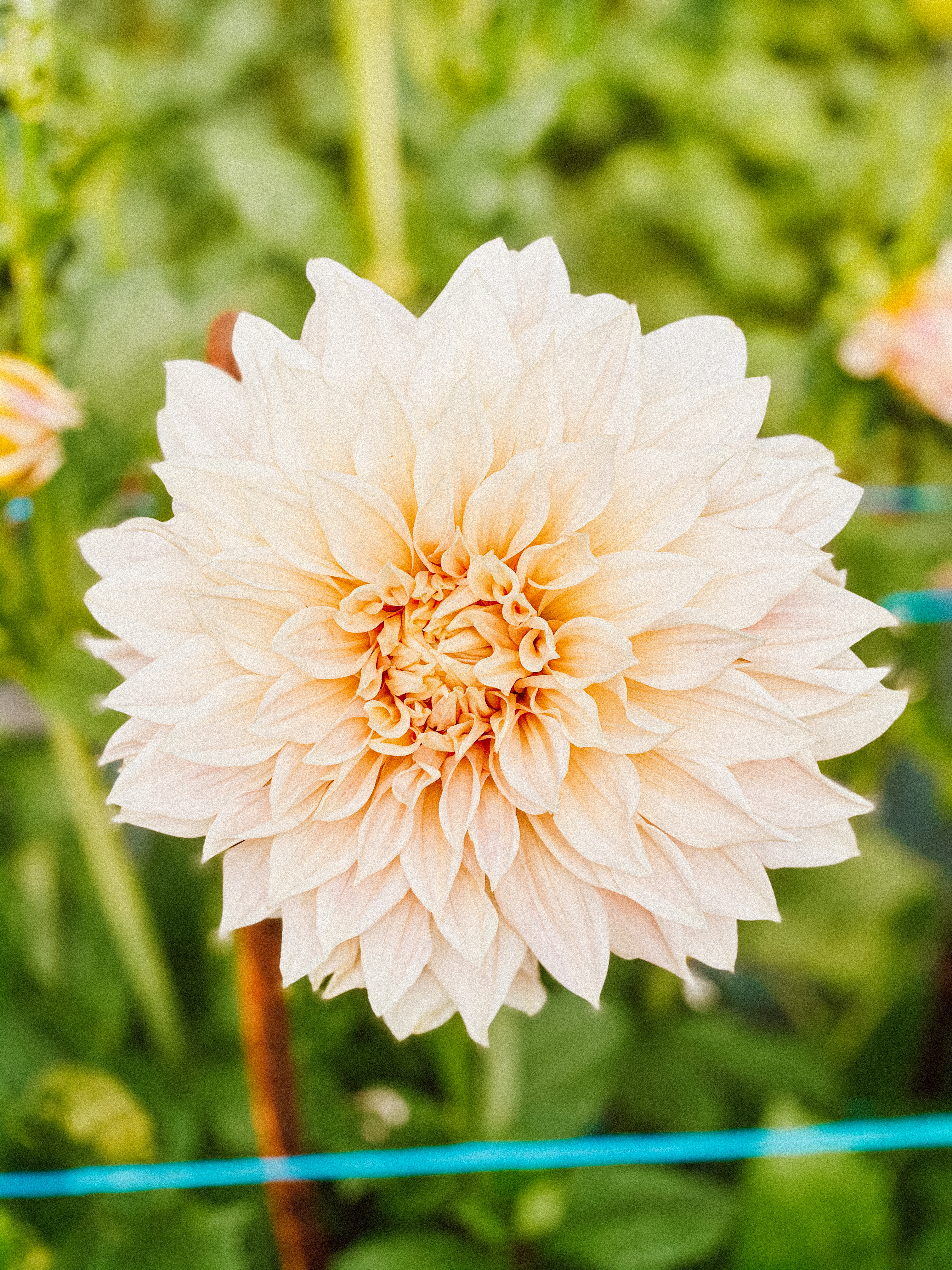 utah flower farm 