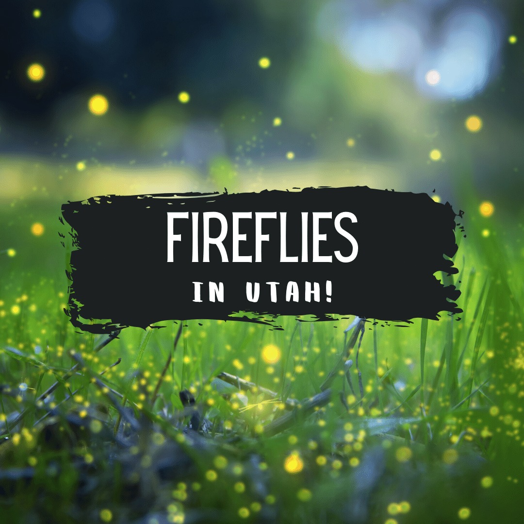 fireflies in utah