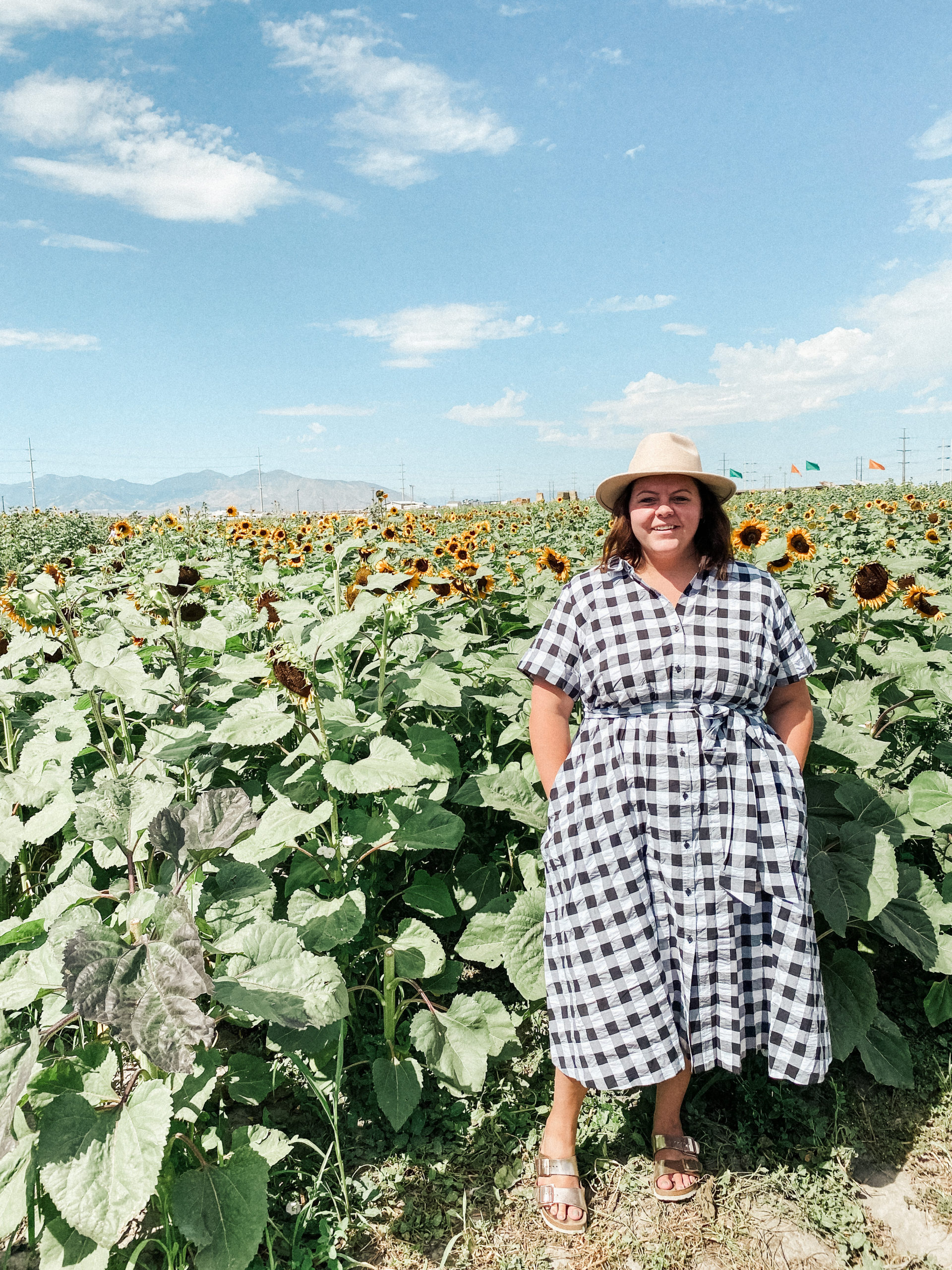 sunflower field pictures 