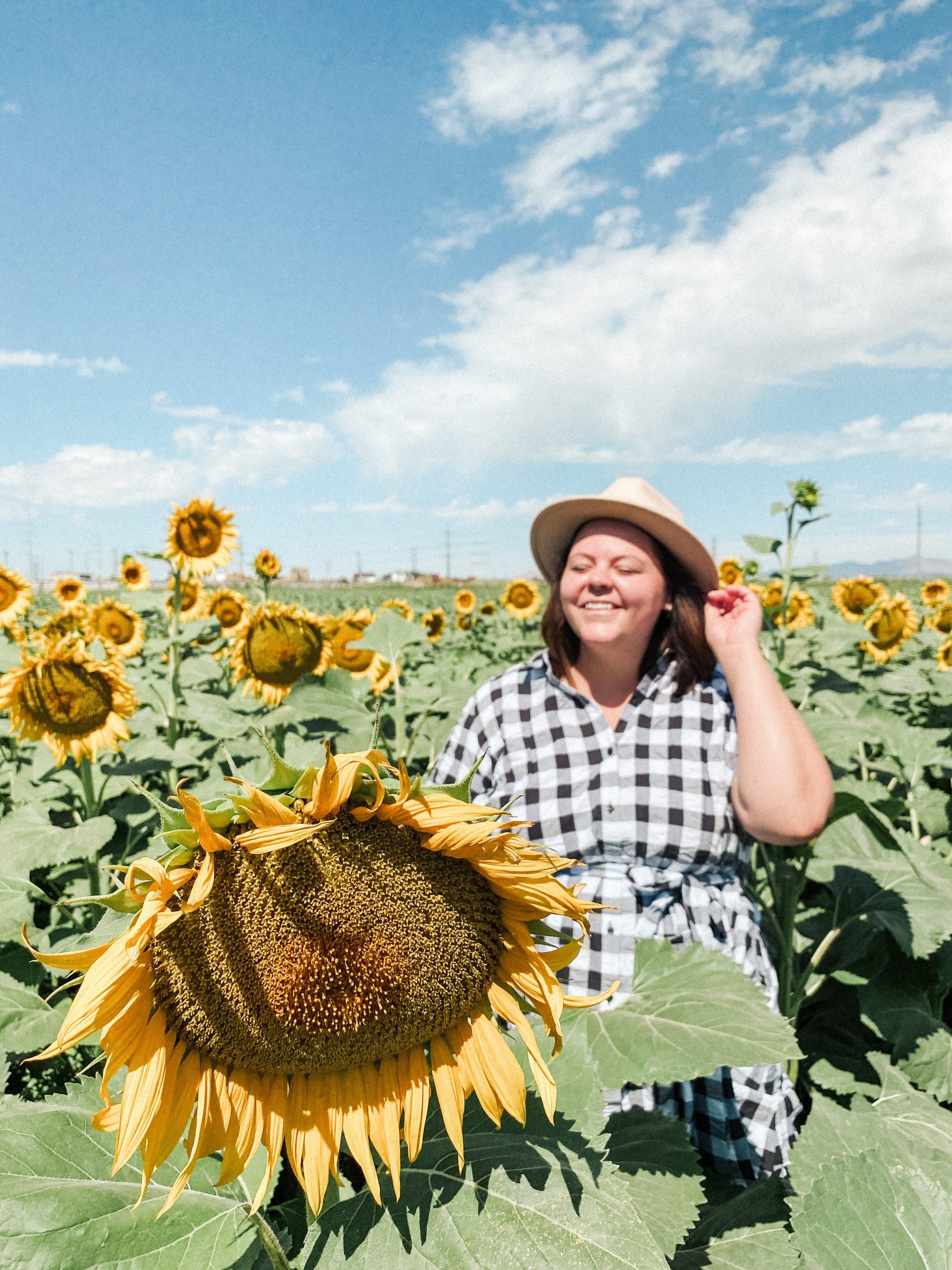 sunflower field pictures 