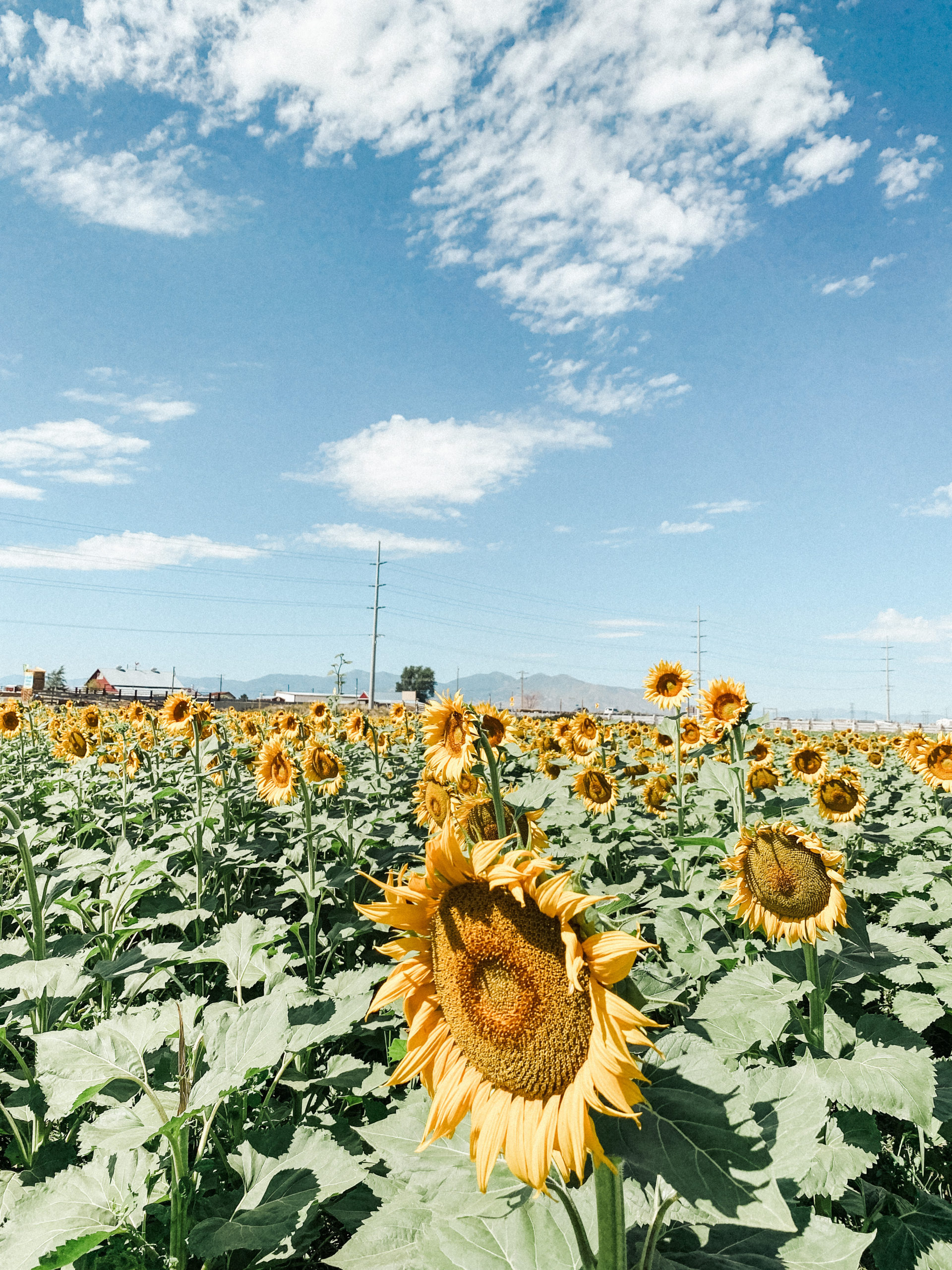 sunflower festival utah 