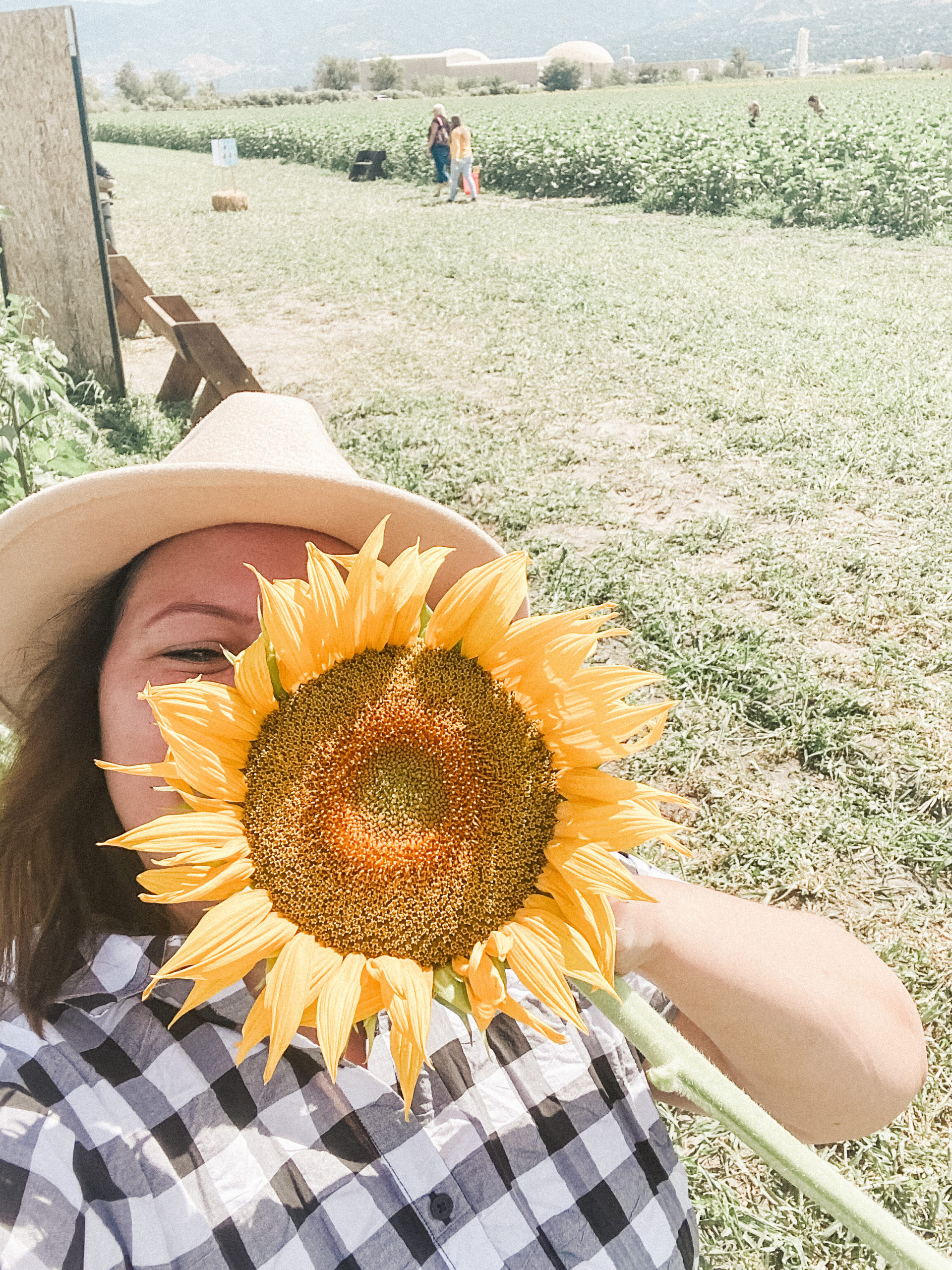 sunflower field utah 