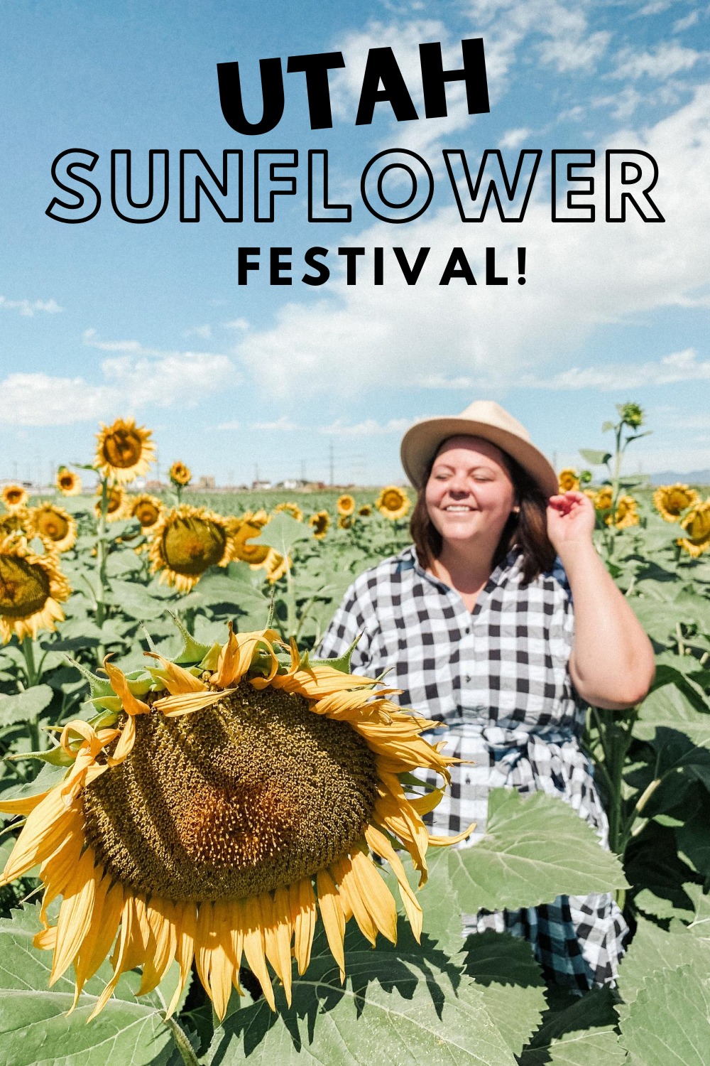 sunflower field pictures 