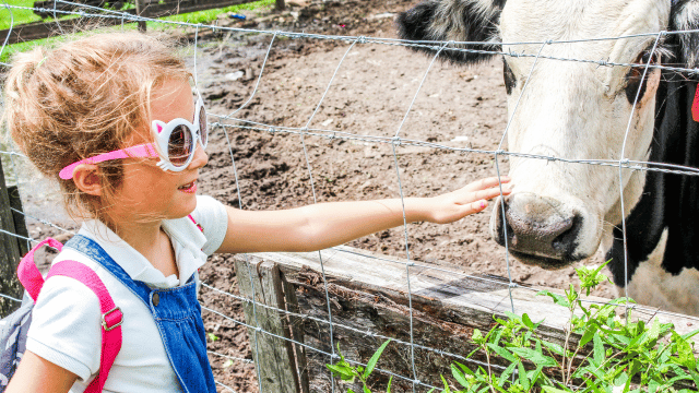 A girl touching a cow at a farm.