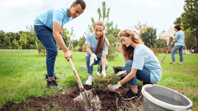 People volunteering by planting trees.