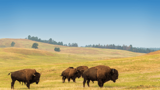 Buffalo roaming in Yellowstone National Park.