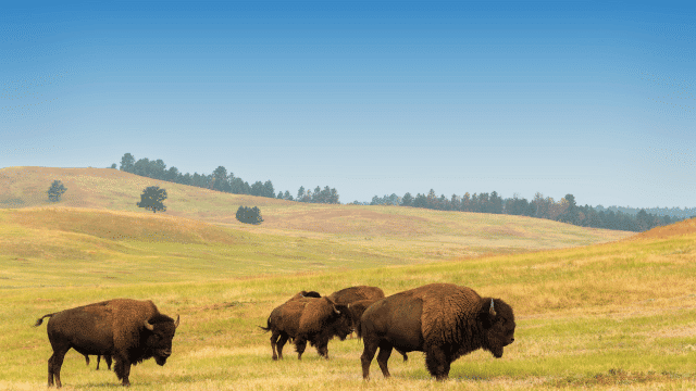 Buffalo roaming in Yellowstone National Park.